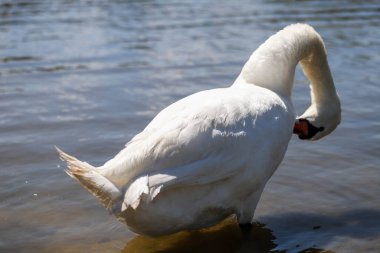 Ayrıntılı tüyler ve anlamlı gözler gösteren beyaz bir kuğunun yakın çekimi. Zarafet, saflık ve doğal güzellik aynı karede. Doğa ve sembolizm temaları için mükemmel.