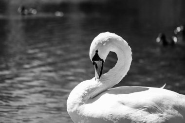 Ayrıntılı tüyler ve anlamlı gözler gösteren beyaz bir kuğunun yakın çekimi. Zarafet, saflık ve doğal güzellik aynı karede. Doğa ve sembolizm temaları için mükemmel.