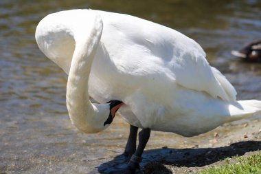 Ayrıntılı tüyler ve anlamlı gözler gösteren beyaz bir kuğunun yakın çekimi. Zarafet, saflık ve doğal güzellik aynı karede. Doğa ve sembolizm temaları için mükemmel.