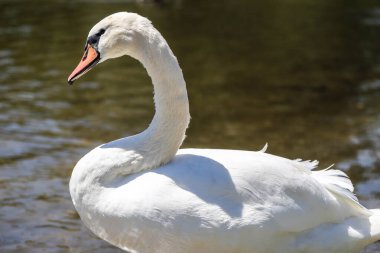 Ayrıntılı tüyler ve anlamlı gözler gösteren beyaz bir kuğunun yakın çekimi. Zarafet, saflık ve doğal güzellik aynı karede. Doğa ve sembolizm temaları için mükemmel.