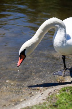 Ayrıntılı tüyler ve anlamlı gözler gösteren beyaz bir kuğunun yakın çekimi. Zarafet, saflık ve doğal güzellik aynı karede. Doğa ve sembolizm temaları için mükemmel.