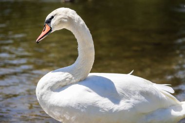 Ayrıntılı tüyler ve anlamlı gözler gösteren beyaz bir kuğunun yakın çekimi. Zarafet, saflık ve doğal güzellik aynı karede. Doğa ve sembolizm temaları için mükemmel.