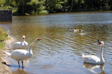 Büyüleyici kuğu ikilisi büyülü bir saatte cam göl sularında süzülüyor. Düğün temaları, lüks markalar ve doğa belgeselleri için mükemmel. Rüya gibi bokeh efektleri olan ultra HD görüntüleme