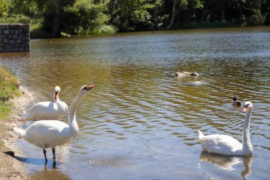 Büyüleyici kuğu ikilisi büyülü bir saatte cam göl sularında süzülüyor. Düğün temaları, lüks markalar ve doğa belgeselleri için mükemmel. Rüya gibi bokeh efektleri olan ultra HD görüntüleme