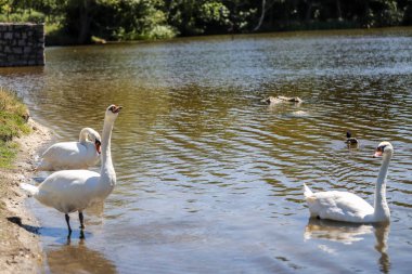 Büyüleyici kuğu ikilisi büyülü bir saatte cam göl sularında süzülüyor. Düğün temaları, lüks markalar ve doğa belgeselleri için mükemmel. Rüya gibi bokeh efektleri olan ultra HD görüntüleme