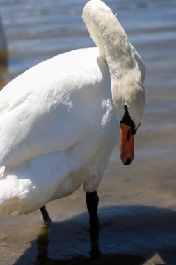Zarif bir kuğunun göz kamaştırıcı yakın çekimi el değmemiş beyaz tüylerini ve zarif duruşunu sergiliyor. Doğa, güzellik ve lüks temalı projeler için mükemmel. Yüksek çözünürlüklü, ayrıntılı resim