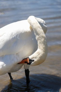 Zarif bir kuğunun göz kamaştırıcı yakın çekimi el değmemiş beyaz tüylerini ve zarif duruşunu sergiliyor. Doğa, güzellik ve lüks temalı projeler için mükemmel. Yüksek çözünürlüklü, ayrıntılı resim