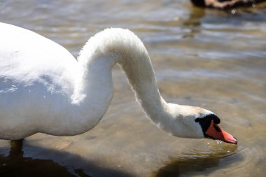 Zarif bir kuğunun göz kamaştırıcı yakın çekimi el değmemiş beyaz tüylerini ve zarif duruşunu sergiliyor. Doğa, güzellik ve lüks temalı projeler için mükemmel. Yüksek çözünürlüklü, ayrıntılı resim