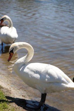 Zarif bir kuğunun göz kamaştırıcı yakın çekimi el değmemiş beyaz tüylerini ve zarif duruşunu sergiliyor. Doğa, güzellik ve lüks temalı projeler için mükemmel. Yüksek çözünürlüklü, ayrıntılı resim