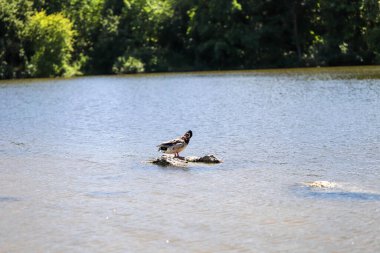 Sakin göl sularında mükemmel yansımalarla yüzen ördeklerin sakin sahnesi. Doğa, ekoloji ve aile temalı projeler için ideal. Yüksek çözünürlük, doğal renkler, profesyonel vahşi yaşam fotoğrafçılığı.
