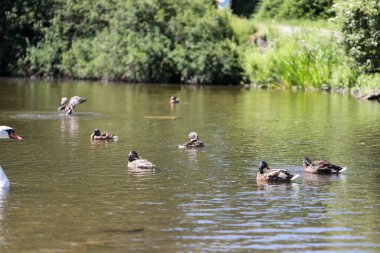 Sakin göl sularında mükemmel yansımalarla yüzen ördeklerin sakin sahnesi. Doğa, ekoloji ve aile temalı projeler için ideal. Yüksek çözünürlük, doğal renkler, profesyonel vahşi yaşam fotoğrafçılığı.