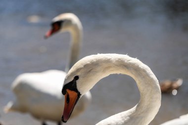 Yakından çekilen beyaz bir kuğu zarif boynunu, ince tüy dokusunu ve anlamlı bakışlarını vurguluyor. Yüksek çözünürlükteki saflığın, zarafetin ve doğal güzelliğin sembolü..