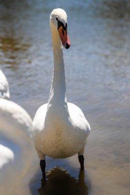 Zarif boynu, gagası ve tüy dokusuna odaklanmış beyaz bir kuğunun portresini yakından çek. Yüksek çözünürlükte saflığın, asaletin ve güzelliğin doğal bir sembolü..