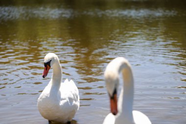 Zarif boynu, gagası ve tüy dokusuna odaklanmış beyaz bir kuğunun portresini yakından çek. Yüksek çözünürlükte saflığın, asaletin ve güzelliğin doğal bir sembolü..