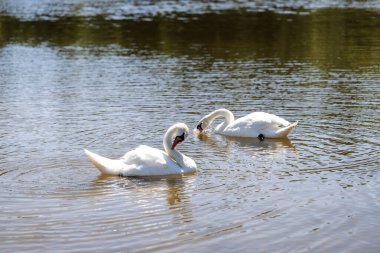 Sakin bir gölde süzülen zarif beyaz kuğuların yakın çekimi. Yumuşak ışık, tüylü detaylar, ve nazik yansımalar, sevgi, saflık ve doğal uyumu çağrıştırır..