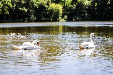 Sakin bir gölde süzülen zarif beyaz kuğuların yakın çekimi. Yumuşak ışık, tüylü detaylar, ve nazik yansımalar, sevgi, saflık ve doğal uyumu çağrıştırır..
