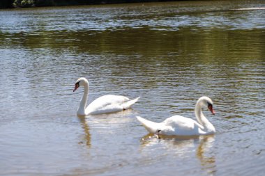 Sakin bir gölde süzülen zarif beyaz kuğuların yakın çekimi. Yumuşak ışık, tüylü detaylar, ve nazik yansımalar, sevgi, saflık ve doğal uyumu çağrıştırır..