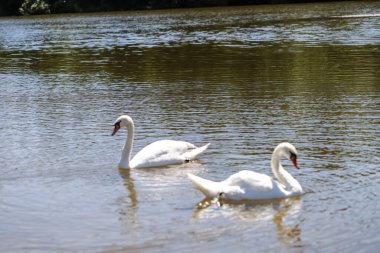 Sakin bir gölde süzülen zarif beyaz kuğuların yakın çekimi. Yumuşak ışık, tüylü detaylar, ve nazik yansımalar, sevgi, saflık ve doğal uyumu çağrıştırır..
