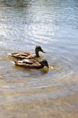 Doğal yeşilliklerle çevrili sakin bir gölette yüzen bir grup ördek. Eko, doğa ve doğa temaları için ideal özgürlük, doğa ve basitliği yansıtan sakin bir vahşi yaşam anı.