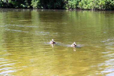 Doğal yeşilliklerle çevrili sakin bir gölette yüzen bir grup ördek. Eko, doğa ve doğa temaları için ideal özgürlük, doğa ve basitliği yansıtan sakin bir vahşi yaşam anı.