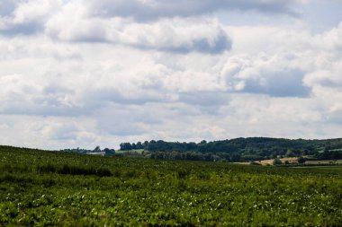 Bu büyüleyici doğa manzarası bir huzur, durgunluk ve açık alan hissi veriyor. Çerçevede, açık ve geniş mavi gökyüzünün altındaki yoğun yeşil bir ormana dönüşen sonsuz alanlar yer alıyor. Doğal elementler arasındaki mükemmel denge...