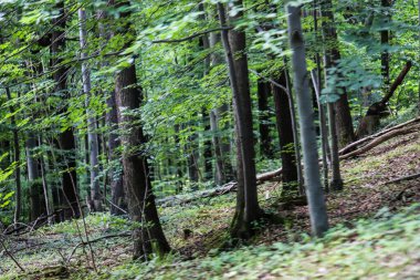 Bu yüksek kaliteli fotoğraf, doğa, ekoloji ve açık hava faaliyetleri ile ilgili projelerde ticari kullanım için mükemmel hale getiren, gün ışığında yıkanan yoğun bir ormanı yakalıyor. Resim, yemyeşil yapraklı uzun ağaçlar içeriyor.