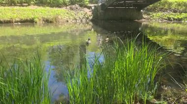 Ördekler doğal yeşilliklerle çevrili sessiz bir gölette sakince yüzerler. Sakin bir vahşi yaşam anı, doğa geçmişi, rahatlama videoları ya da çevre dostu görsel içerik için mükemmel..