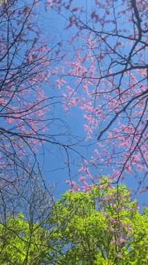 Narin çiçeklerle kaplı çiçek açan ağaçlar bahar rüzgarında hafifçe sallanıyor. Canlı ve sakin bir sahne, mevsimsel, romantik veya doğa temalı video projeleri için ideal..