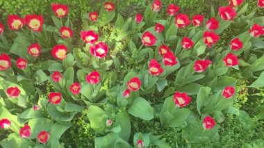 Çiçek açmış parlak laleler canlı bir çiçek tarhını süslüyor. Neşeli ve renkli bir bahar sahnesi, bahçecilik, çiçekçilik, mevsimlik veya doğa temalı video ve arka plan projeleri için ideal.