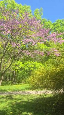 Narin çiçeklerle kaplı çiçek açan ağaçlar bahar rüzgarında hafifçe sallanıyor. Canlı ve sakin bir sahne, mevsimsel, romantik veya doğa temalı video projeleri için ideal..