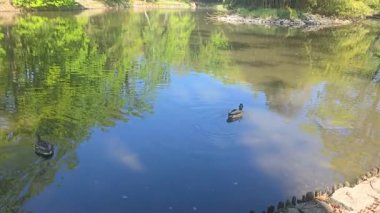Ördekler doğal yeşilliklerle çevrili sessiz bir gölette sakince yüzerler. Sakin bir vahşi yaşam anı, doğa geçmişi, rahatlama videoları ya da çevre dostu görsel içerik için mükemmel..