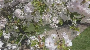 Narin çiçeklerle kaplı çiçek açan ağaçlar bahar rüzgarında hafifçe sallanıyor. Canlı ve sakin bir sahne, mevsimsel, romantik veya doğa temalı video projeleri için ideal..