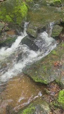 Berrak akarsuların yemyeşil sularla çevrili olduğu manzaralı bir orman deresi. Doğa, rahatlama, meditasyon ve ekoloji konuları için mükemmel..
