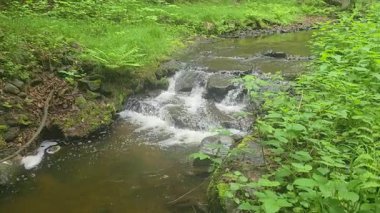 Yumuşak orman akıntısı yemyeşil ormanların arasından akıyor. Huzur, doğa, eko-turizm, rahatlama ve barışçıl açık hava ortamları için idealdir..