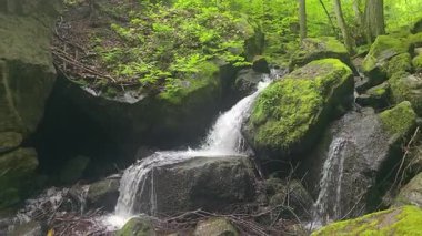 Yumuşak orman akıntısı yemyeşil ormanların arasından akıyor. Huzur, doğa, eko-turizm, rahatlama ve barışçıl açık hava ortamları için idealdir..