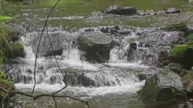 Yumuşak orman akıntısı yemyeşil ormanların arasından akıyor. Huzur, doğa, eko-turizm, rahatlama ve barışçıl açık hava ortamları için idealdir..