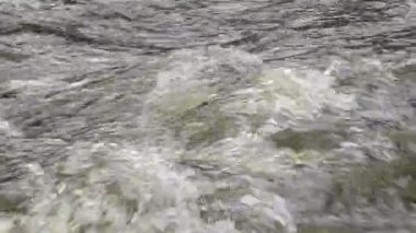 Beyaz suyu ve kayalık kıyıları olan hızlı akan bir dağ nehrinin dinamik manzarası. Macera, güç, doğa, özgürlük ve açık hava manzaraları için mükemmel temalar..