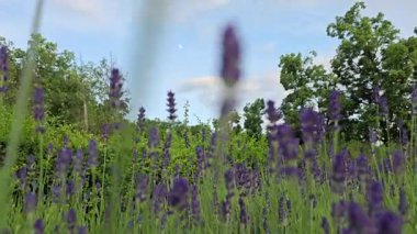 Güzel lavanta çiçekleri yaz melteminde hafifçe sallanıyor. Sağlık, doğa, aromaterapi, kırsal ve güzellikle ilgili projeler için ideal.