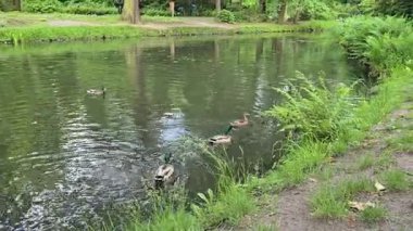 Doğayla çevrili sakin bir gölette yüzen ördeklerin huzurlu panoramik görüntüsü. Vahşi yaşam, doğa, sükunet, açık hayat ve çevre konuları için harika projeler..