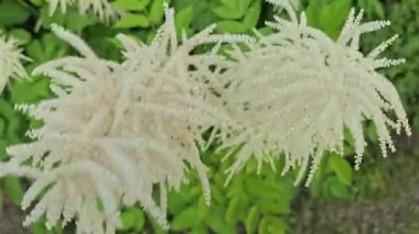 Narin beyaz kabarık çiçekler tam çiçeklerle rüzgarda hafifçe sallanıyor. Bahar temaları, saflık, yumuşaklık, doğa güzelliği, çiçek tasarımı ve mevsimsel geçişler için ideal.