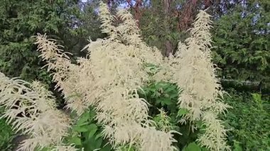 Narin beyaz kabarık çiçekler tam çiçeklerle rüzgarda hafifçe sallanıyor. Bahar temaları, saflık, yumuşaklık, doğa güzelliği, çiçek tasarımı ve mevsimsel geçişler için ideal.