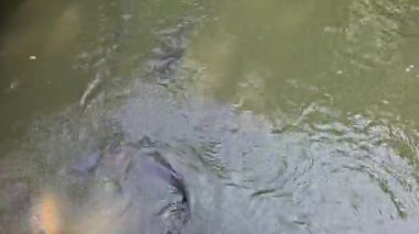 Suyun altında ya da yüzey manzarasında sazan ve gümüş sazan sakince gölette yüzer. Su ürünleri, doğa, balıkçılık, tatlı su yaban hayatı ve çevresel denge konuları için harika.