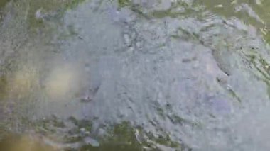 Suyun altında ya da yüzey manzarasında sazan ve gümüş sazan sakince gölette yüzer. Su ürünleri, doğa, balıkçılık, tatlı su yaban hayatı ve çevresel denge konuları için harika.