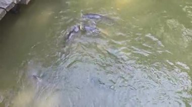 Suyun altında ya da yüzey manzarasında sazan ve gümüş sazan sakince gölette yüzer. Su ürünleri, doğa, balıkçılık, tatlı su yaban hayatı ve çevresel denge konuları için harika.