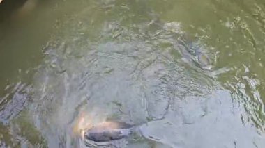 Suyun altında ya da yüzey manzarasında sazan ve gümüş sazan sakince gölette yüzer. Su ürünleri, doğa, balıkçılık, tatlı su yaban hayatı ve çevresel denge konuları için harika.