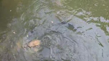 Suyun altında ya da yüzey manzarasında sazan ve gümüş sazan sakince gölette yüzer. Su ürünleri, doğa, balıkçılık, tatlı su yaban hayatı ve çevresel denge konuları için harika.