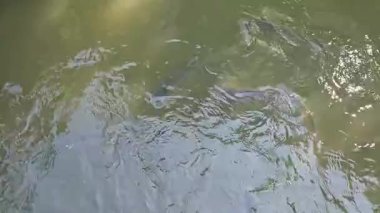 Sakin bir gölette zarif bir şekilde yüzen sazanın yakın görüntüsü. Su ürünleri, balıkçılık, tatlı su yaban hayatı, doğa, kırsal yaşam ve çevre temaları konulu projeler için ideal