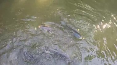 Sakin bir gölette zarif bir şekilde yüzen sazanın yakın görüntüsü. Su ürünleri, balıkçılık, tatlı su yaban hayatı, doğa, kırsal yaşam ve çevre temaları konulu projeler için ideal