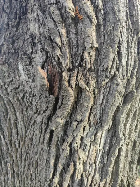 Ağaç kabuğunun karmaşık dokularını ve desenlerini gösteren yakın plan bir fotoğraf. Bu resim, bir ağacın dış katmanının doğal güzelliğini ve dayanıklılığını vurgulayan derin oyuklar ve kaba dokularla pürüzlü yüzeyini yakalar. 