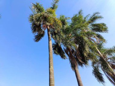 Arka planda açık mavi gökyüzü olan uzun palmiye ağaçları yapraklarına hafif bir esinti dokunuyor..